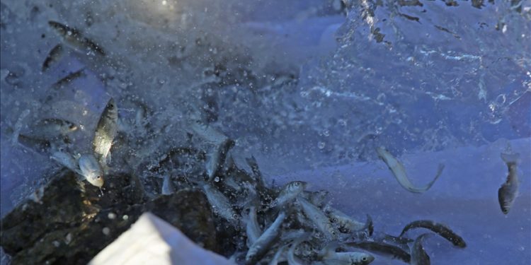Fethiye'de 200 bin levrek yavrusu denize salındı