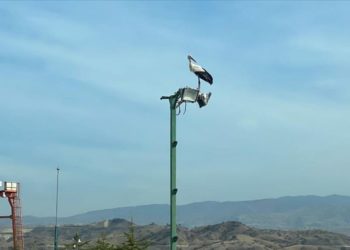Göç etmeyip yalnız kalan leylek belediye ekiplerince besleniyor