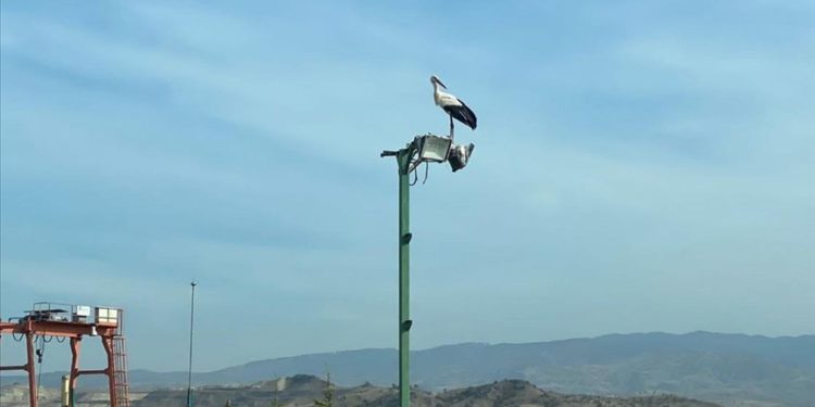 Göç etmeyip yalnız kalan leylek belediye ekiplerince besleniyor