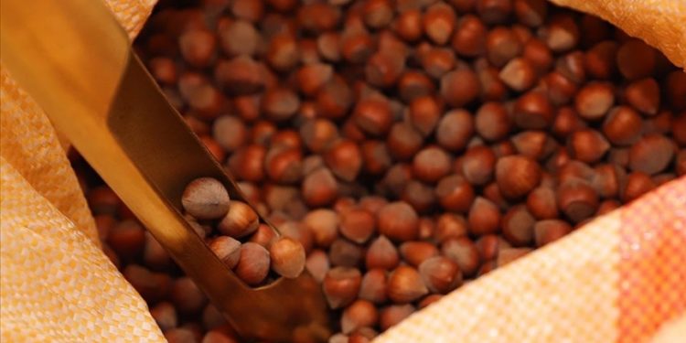 Türkiye'den iki ayda 358 milyon dolarlık fındık ihracatı gerçekleştirildi