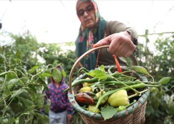 Devlet desteğiyle kurduğu seralarda babaannesinden aldığı ata tohumlarıyla sebze yetiştiriyor