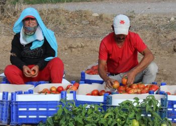 Muğla Datça'da güz domatesi hasadına başlandı