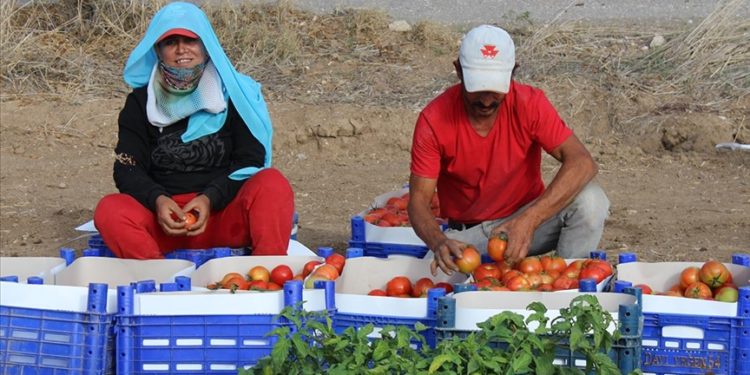 Muğla Datça'da güz domatesi hasadına başlandı