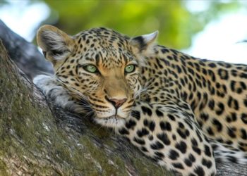 Tanzanya'da leopar ve çitalar sayılıyor