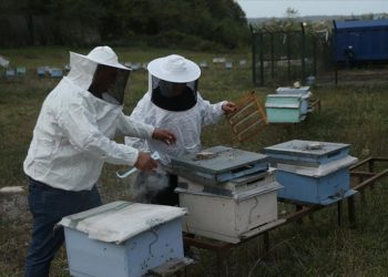 Arı sütü Ordulu kadına gelir kapısı oldu