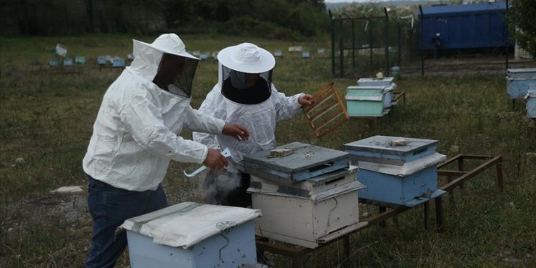 Arı sütü Ordulu kadına gelir kapısı oldu