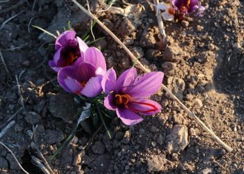 Yozgat'ta 5 dekar alanda deneme ekimi yapılan safranın hasadına başlandı