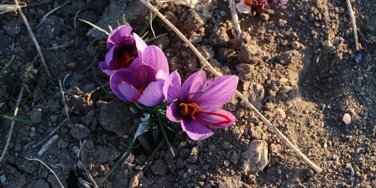 Yozgat'ta 5 dekar alanda deneme ekimi yapılan safranın hasadına başlandı