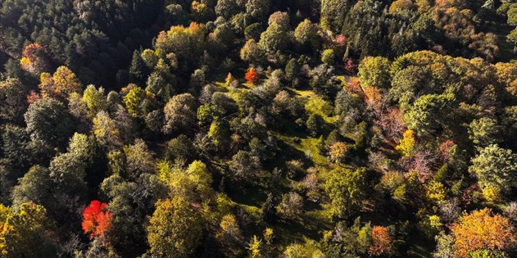 Atatürk Arboretumu'nda sonbahar renkleri