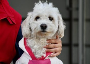 İki aylıkken sahiplenilen köpek “Mila” gençlik merkezinde 7. yaşına girdi