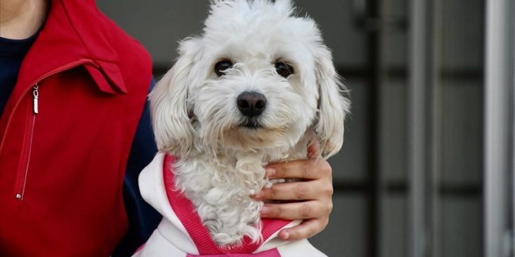 İki aylıkken sahiplenilen köpek “Mila” gençlik merkezinde 7. yaşına girdi