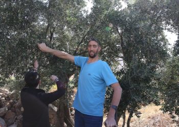 “Dünyanın en uzun adamı” Sultan, Derik zeytininin hasadına katıldı