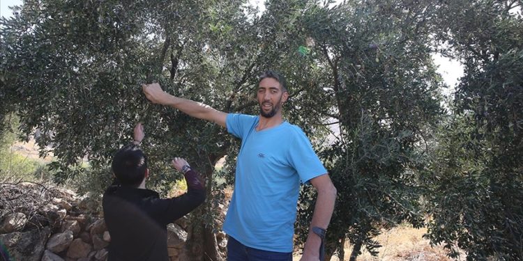 “Dünyanın en uzun adamı” Sultan, Derik zeytininin hasadına katıldı