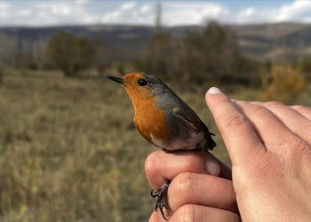 Aras Kuş Cenneti’nde 2023 sezonunda 101 türden kuş halkalandı
