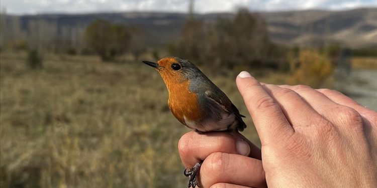 Aras Kuş Cenneti’nde 2023 sezonunda 101 türden kuş halkalandı