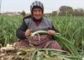 Bafra Ovası'nda 25 bin ton pırasa rekoltesi bekleniyor