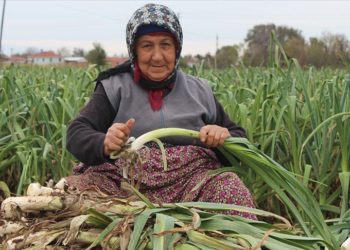 Bafra Ovası'nda 25 bin ton pırasa rekoltesi bekleniyor