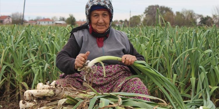 Bafra Ovası'nda 25 bin ton pırasa rekoltesi bekleniyor