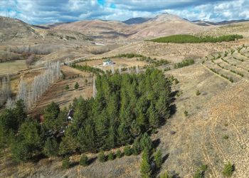 Bayburt’ta emekli doktor çorak araziyi 3 bin ağaçlı ormana dönüştürdü