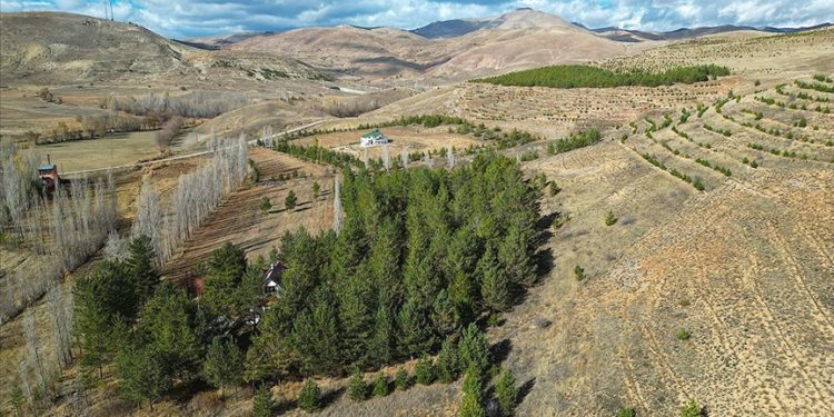Bayburt’ta emekli doktor çorak araziyi 3 bin ağaçlı ormana dönüştürdü
