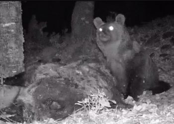 Kaz Dağları'nda yaşayan bozayı fotokapanla görüntülendi