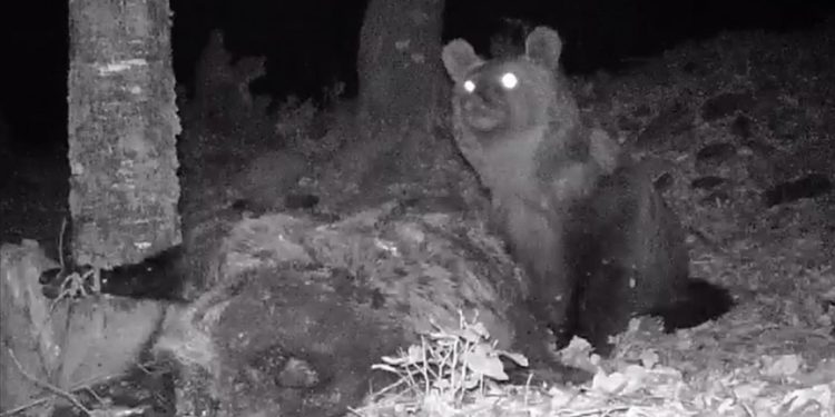 Kaz Dağları'nda yaşayan bozayı fotokapanla görüntülendi