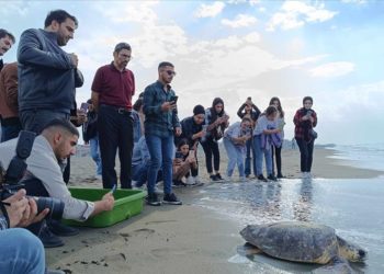 Hatay'da tedavisi tamamlanan caretta caretta denize bırakıldı