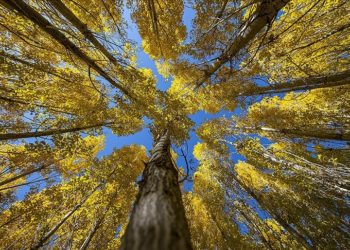Erzurum'un kırsal mahallelerinde sonbahar renkleri hakim oldu