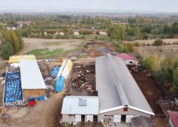 Telefonlarına gelen SMS ile ineğin “kızgınlık” anını öğrenip tohumlamayı zamanında yapıyorlar