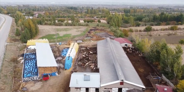 Telefonlarına gelen SMS ile ineğin “kızgınlık” anını öğrenip tohumlamayı zamanında yapıyorlar