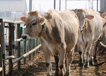 Depremzede besicilere esmer ırkı damızlık sığır desteği