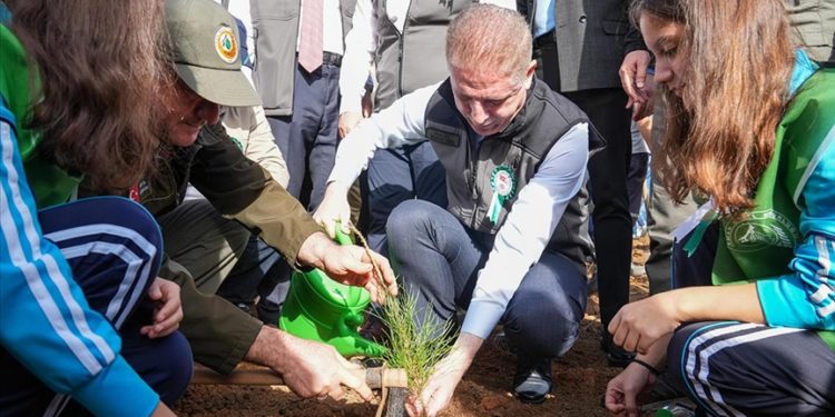 İstanbul Valiliğinin etkinliğiyle Beykoz'da yanan ormanlık alana fidan dikildi