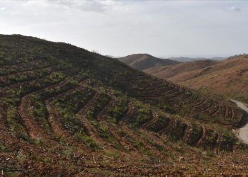 Muğla’da 2 yıl önce yanan ormanlar yeniden yeşeriyor