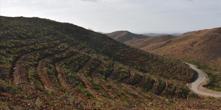 Muğla’da 2 yıl önce yanan ormanlar yeniden yeşeriyor