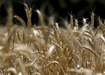Kuraklık AB tahıl üretiminde sert düşüşe yol açtı