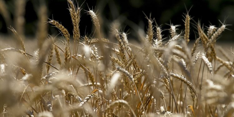 Kuraklık AB tahıl üretiminde sert düşüşe yol açtı