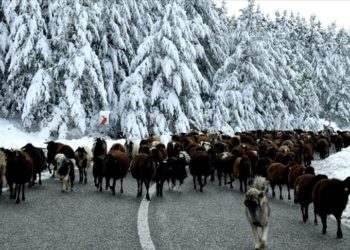 Erzurum'da göçerler sürülerini kar ve tipi nedeniyle yaylalardan indirmeye başladı