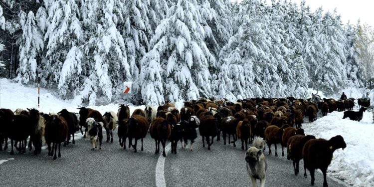 Erzurum'da göçerler sürülerini kar ve tipi nedeniyle yaylalardan indirmeye başladı