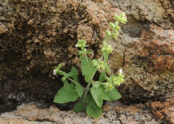 İzmir’de keşfedilen “efeçayı” bitkisinin Alzheimer’a karşı etkisi araştırılıyor