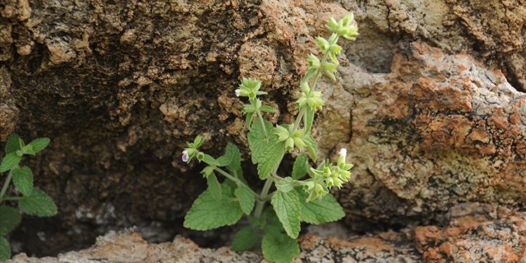 İzmir’de keşfedilen “efeçayı” bitkisinin Alzheimer’a karşı etkisi araştırılıyor