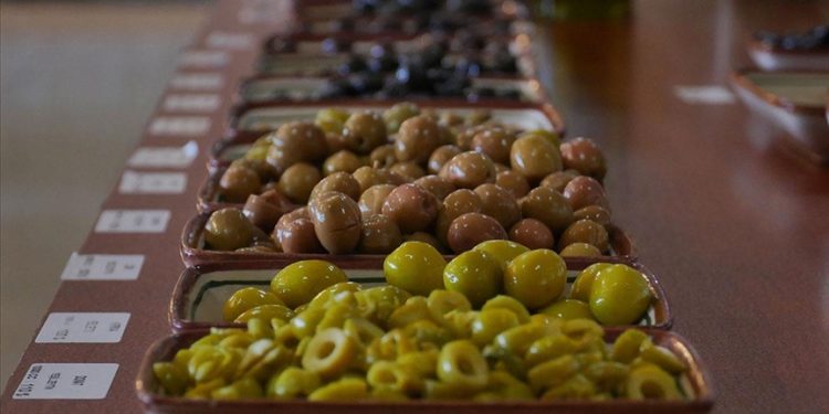 Zeytinin "yok yılı"ndan "var yılı"na zeytinyağı stoku fazlasıyla gidilecek