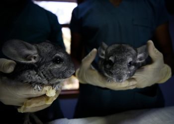 Antalya’da 2 çinçilya “Ne olur onlara iyi bakın” notuyla hayvanat bahçesi kapısına bırakıldı