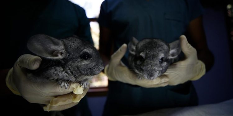 Antalya’da 2 çinçilya “Ne olur onlara iyi bakın” notuyla hayvanat bahçesi kapısına bırakıldı