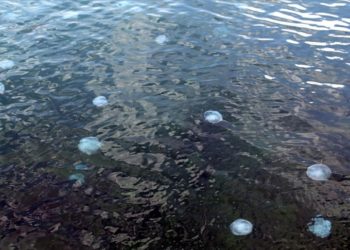 Karadeniz’de denizanası yoğunluğu