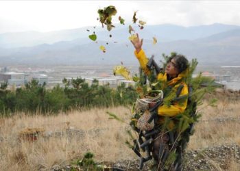 Erzincan'da akademisyen 3 yıldır diktiği fidanların doğum gününü kutluyor