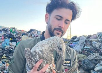 Çöplükten kurtardığı martıyı evinde sağlığına kavuşturdu