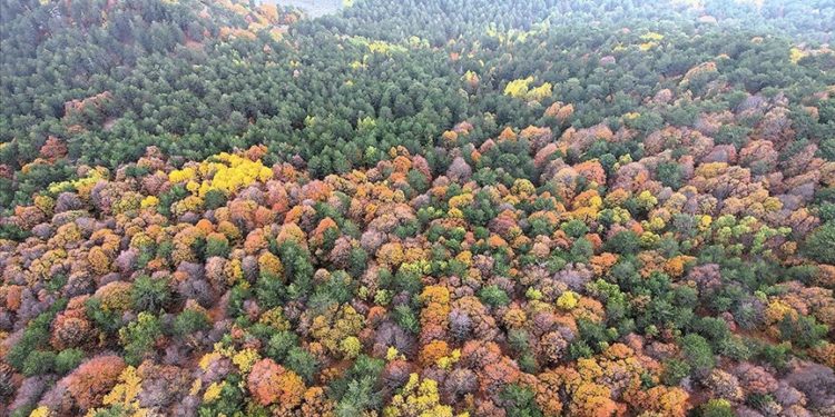 Balıkesir'in 1764 rakımlı Ulus Dağı'ndaki sonbahar renkleri dronla görüntülendi