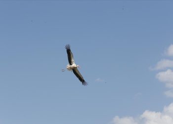 Muş Ovası, sulak alanlarıyla göç yolculuğundaki kuşları ağırlıyor