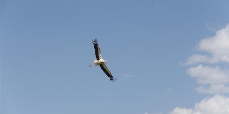 Muş Ovası, sulak alanlarıyla göç yolculuğundaki kuşları ağırlıyor