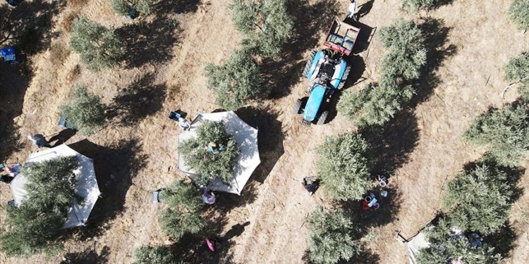 Bitkisel üretim desteklemelerinin uygulama esasları düzenlendi